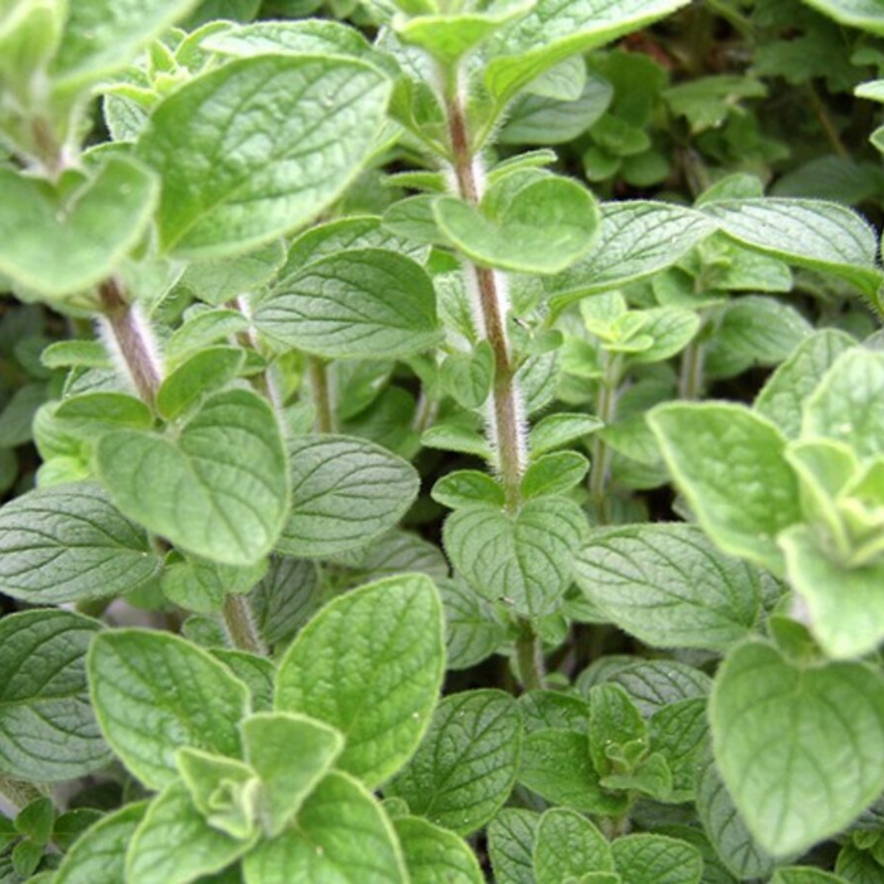Lesser Calamint Seeds — Default Title