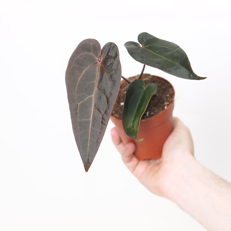 Anthurium Red Velvet Cake '24' x Red Velvet Cake '24 by DocBlock® Plants DocBlock