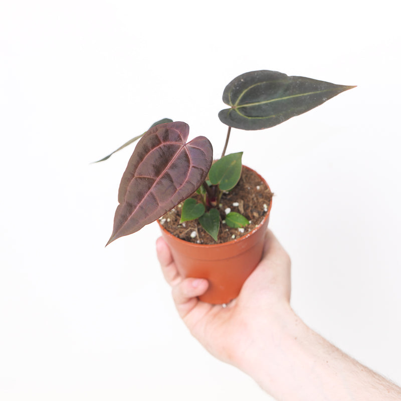 Anthurium Red Velvet Cake '24' x Red Velvet Cake '24 by DocBlock® — Growers Choice