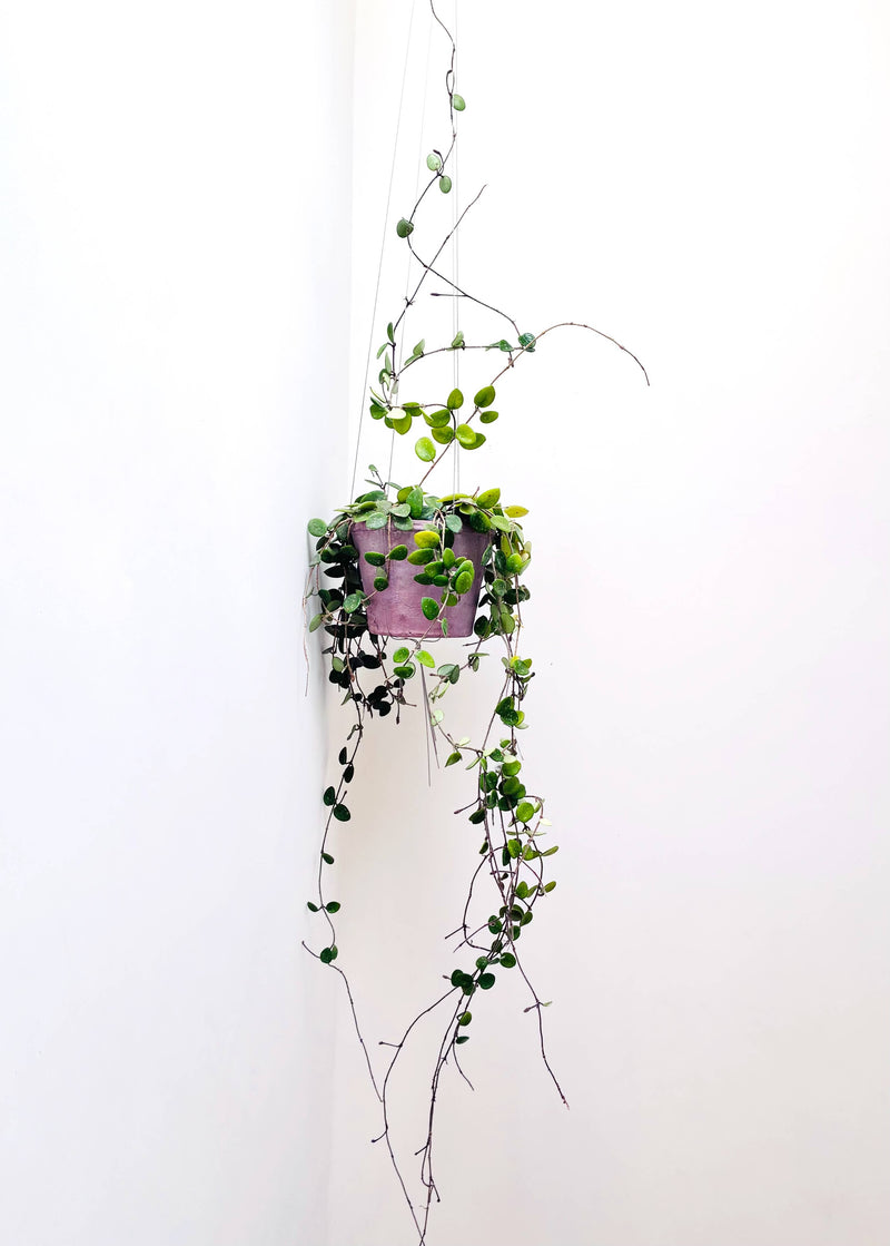 Bella Minimalist Wire Plant Pot Hanger Pots & Planters The Planted House