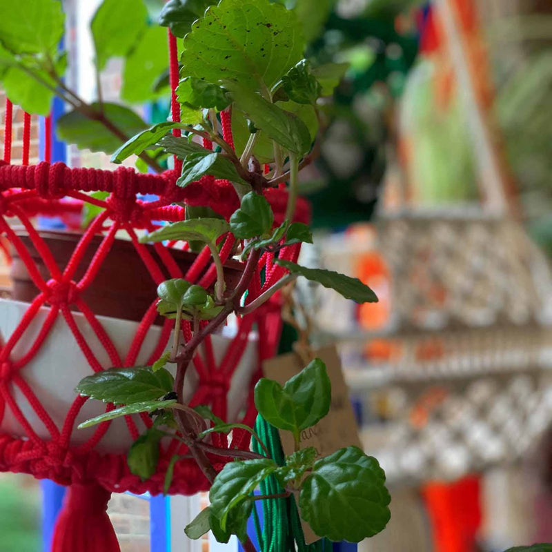 Bright Macrame Plant Hanger: Blue Plant Hangers Siesta