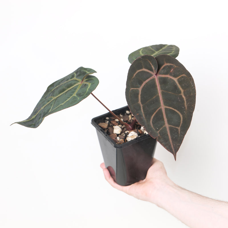 DocBlock Anthurium Purple Rain '27 x Red Velvet Cake 24' by DocBlock® Plants DocBlock