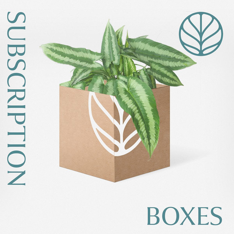 Mystery Houseplant Subscription Box - GROW TROPICALS