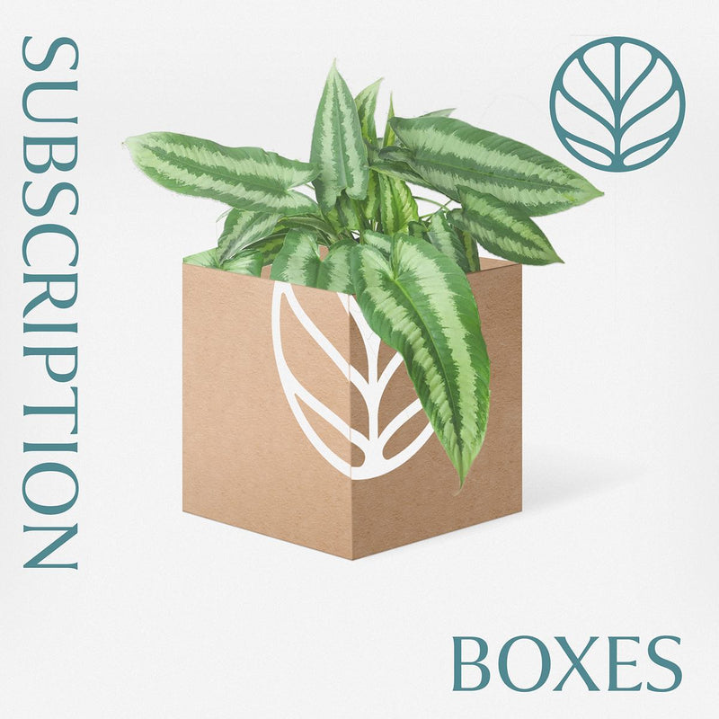 Rare Mystery Plant Subscription Box Plants GrowTropicals