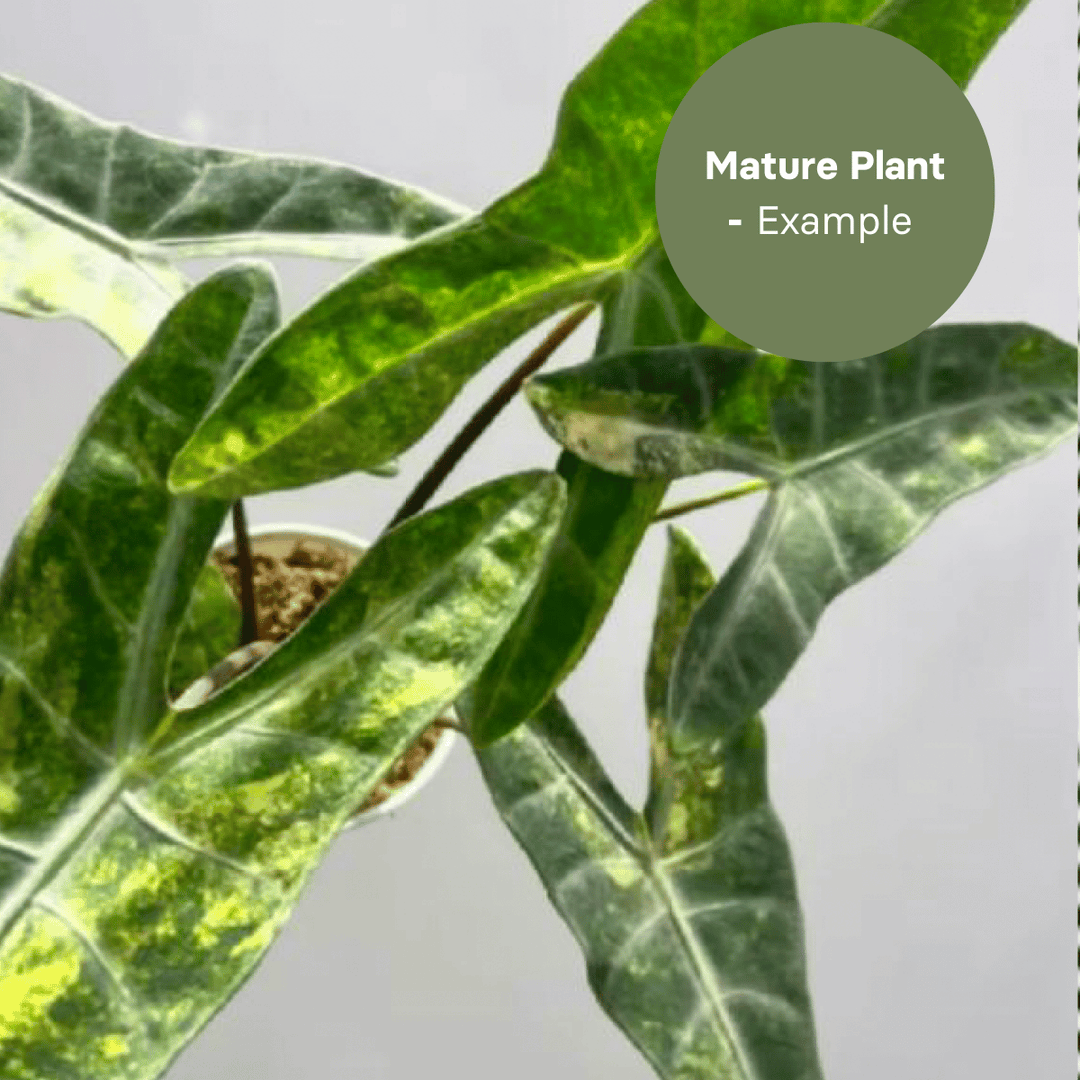 Alocasia Longiloba Aurea (TC Plantlet) - Preorder Plants GrowTropicals