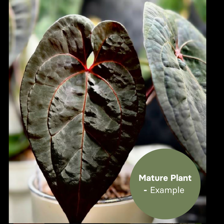 Anthurium Dressleri x Dark Phoenix (TC Plantlet) - Preorder Plants GrowTropicals