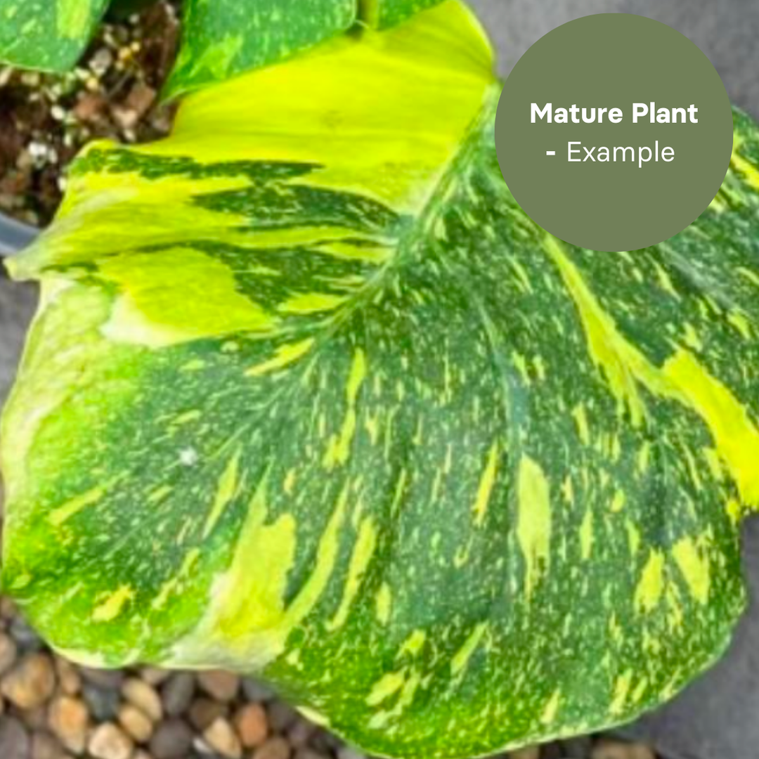 Monstera Electro Light (TC Plantlet) - Preorder Plants GrowTropicals