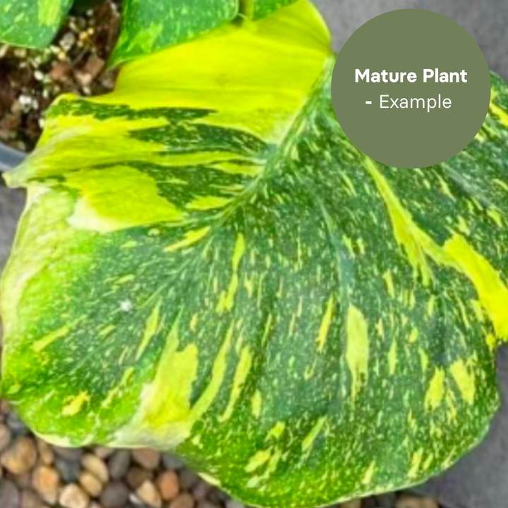 Monstera Electro Light (TC Plantlet) - Preorder Plants GrowTropicals