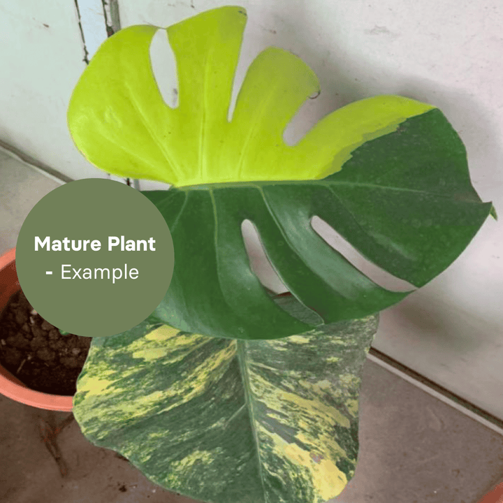 Monstera Yellow Marilyn (TC Plantlet) - Preorder Plants GrowTropicals