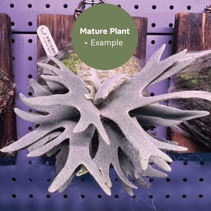 Platycerium Bacteria sporeling (TC Plantlet) - Preorder Plants GrowTropicals