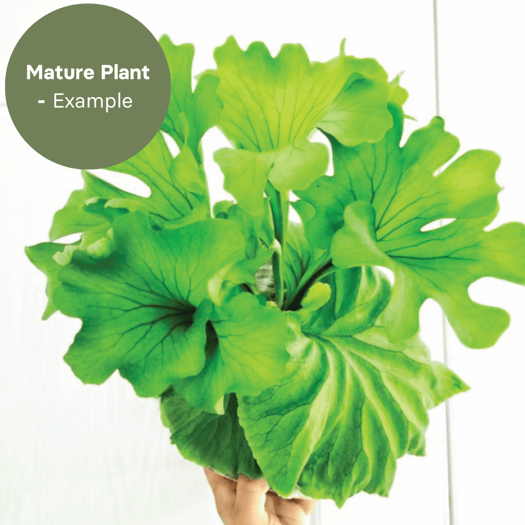 Platycerium Ridyleyi var. Round Swirl (TC Plantlet) - Preorder Plants GrowTropicals