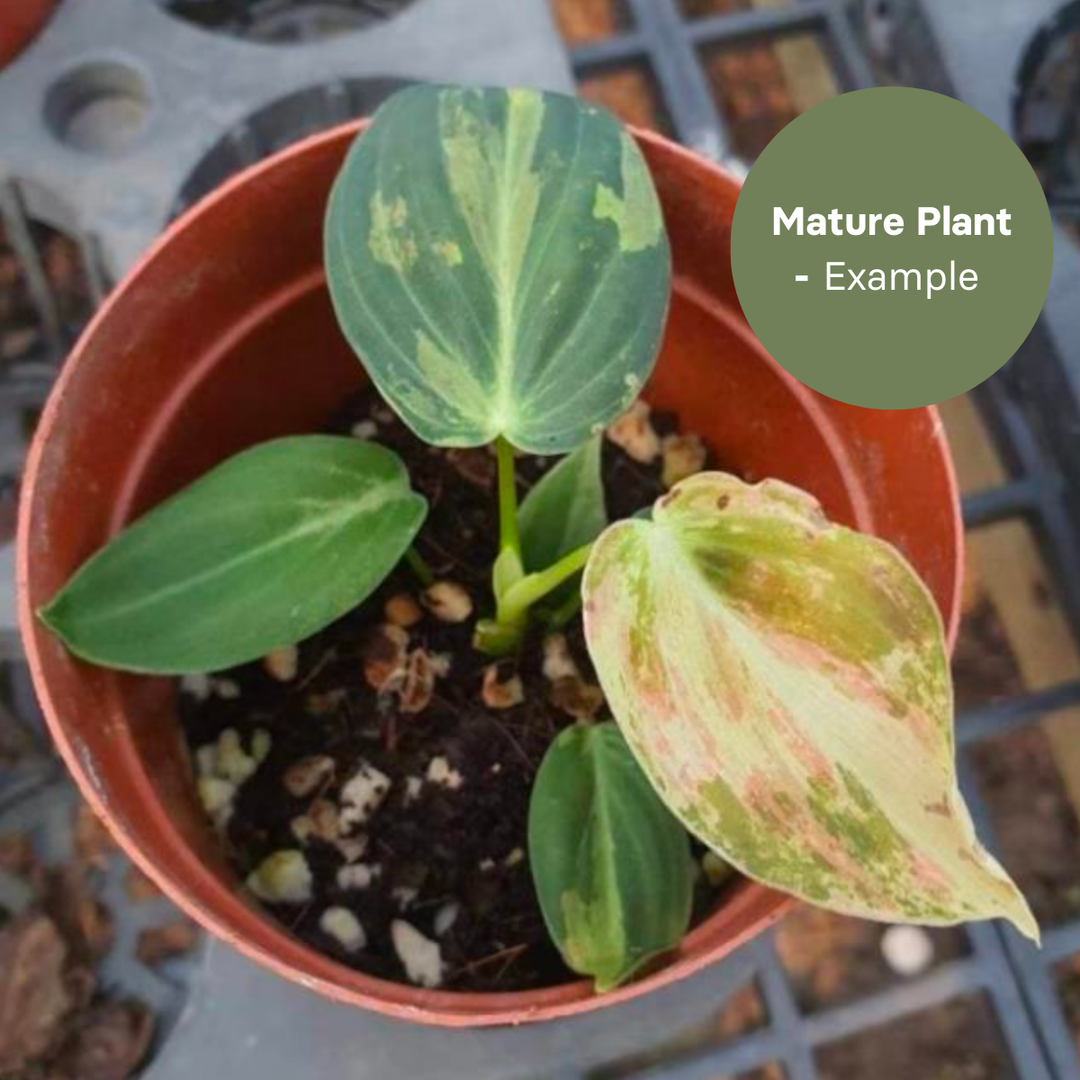 Philodenderon Melanochrystum Variegated (TC Plantlet) - Preorder Plants GrowTropicals