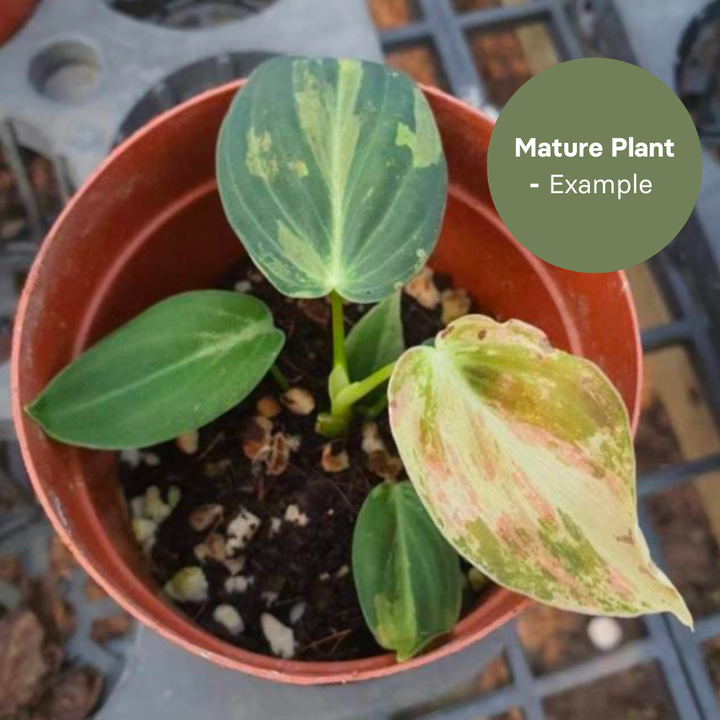 Philodenderon Melanochrystum Variegated (TC Plantlet) - Preorder Plants GrowTropicals