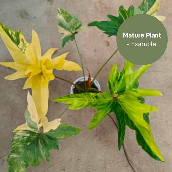 Philodendron Angela Aurea (TC Plantlet) - Preorder Plants GrowTropicals