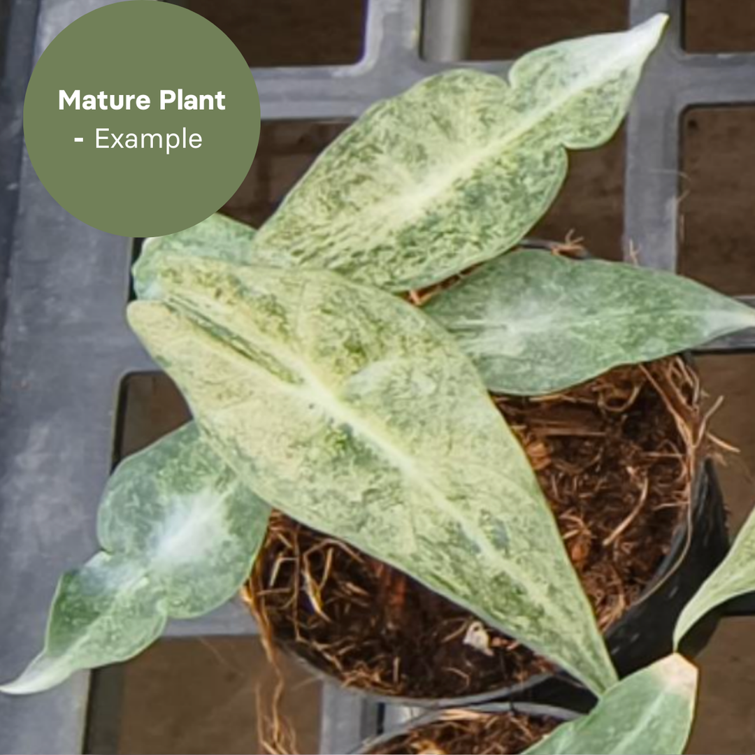 Alocasia longiloba Black Satun Stardust Variegated (TC Plantlet) - Preorder Plants GrowTropicals
