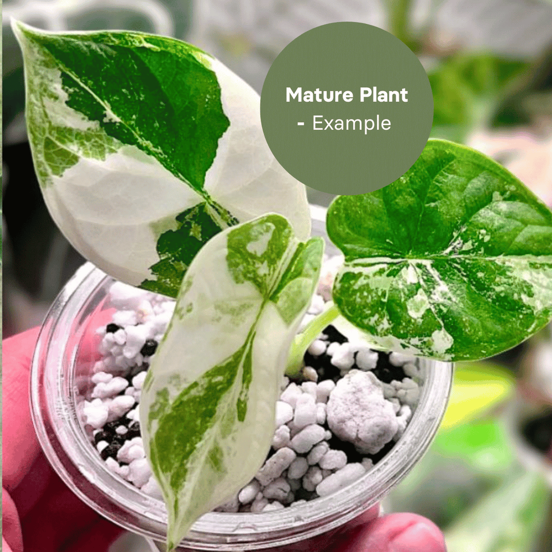 Alocasia Silver Dragon Albo (TC Plantlet) - Preorder