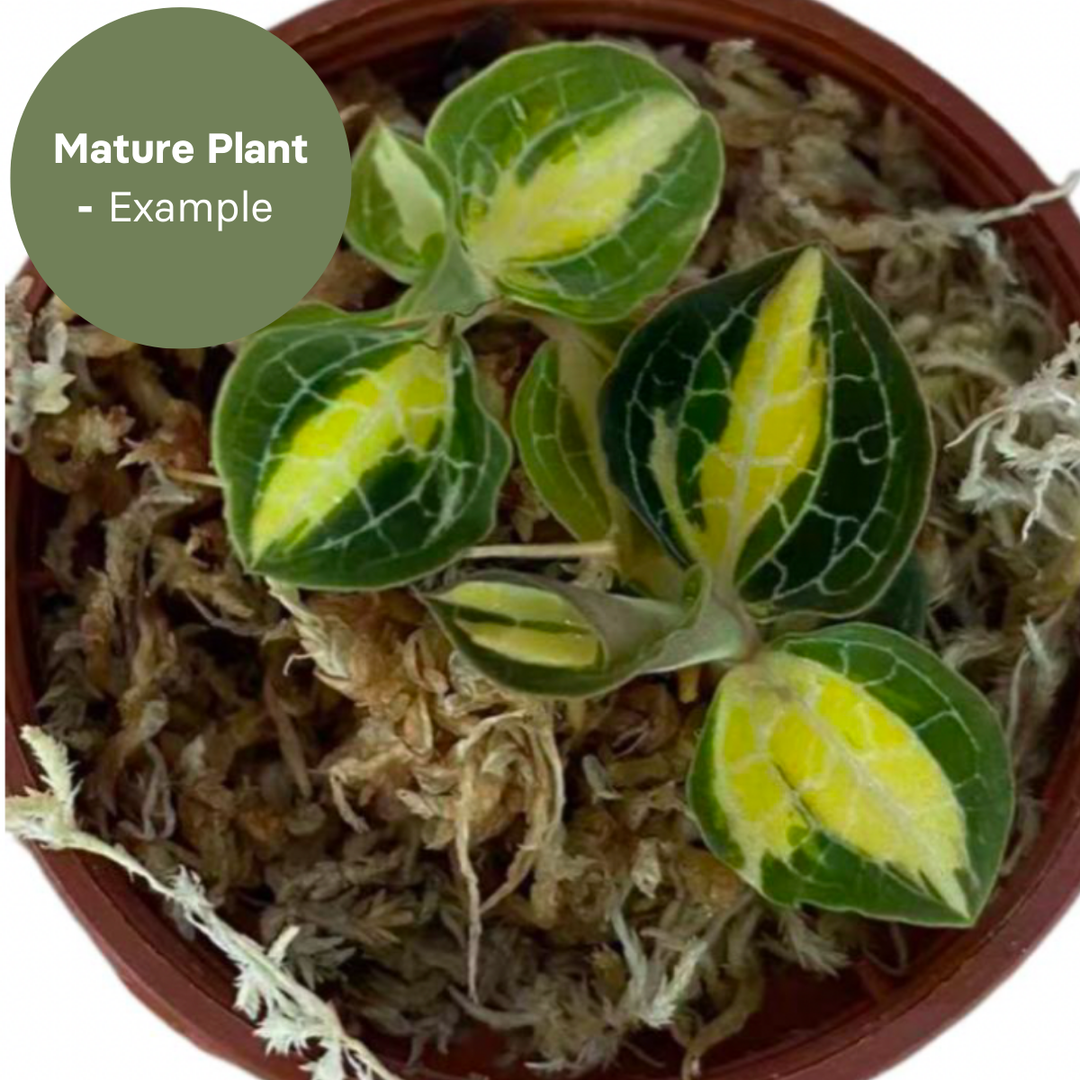 Anoectochillus Silver Silk Variegated (TC Plantlet) - Preorder Plants GrowTropicals