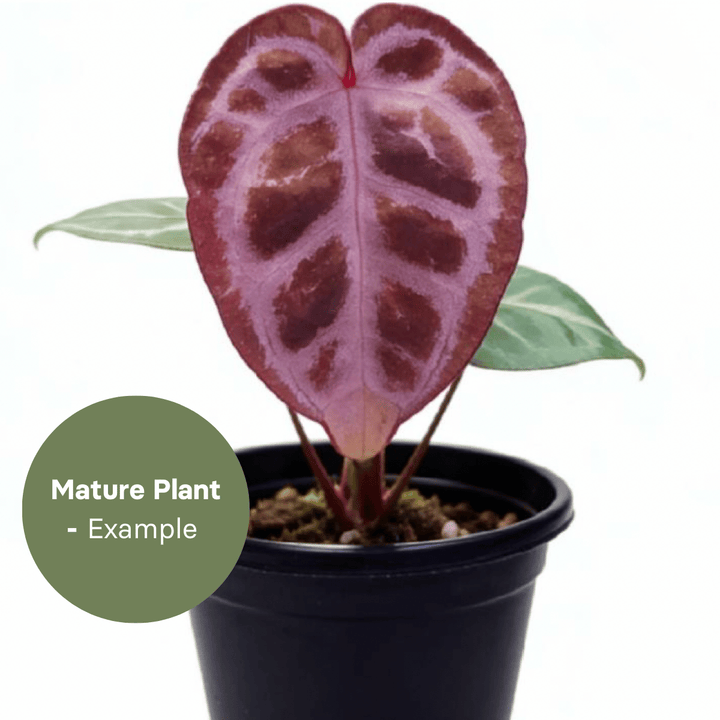 Anthurium Tezula Red Crystal x (SKG Silver x Red Crystal) (TC Plantlet) - Preorder Plants GrowTropicals
