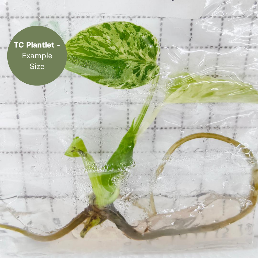 Monstera bulbasaur (TC Plantlet) - Preorder Plants GrowTropicals