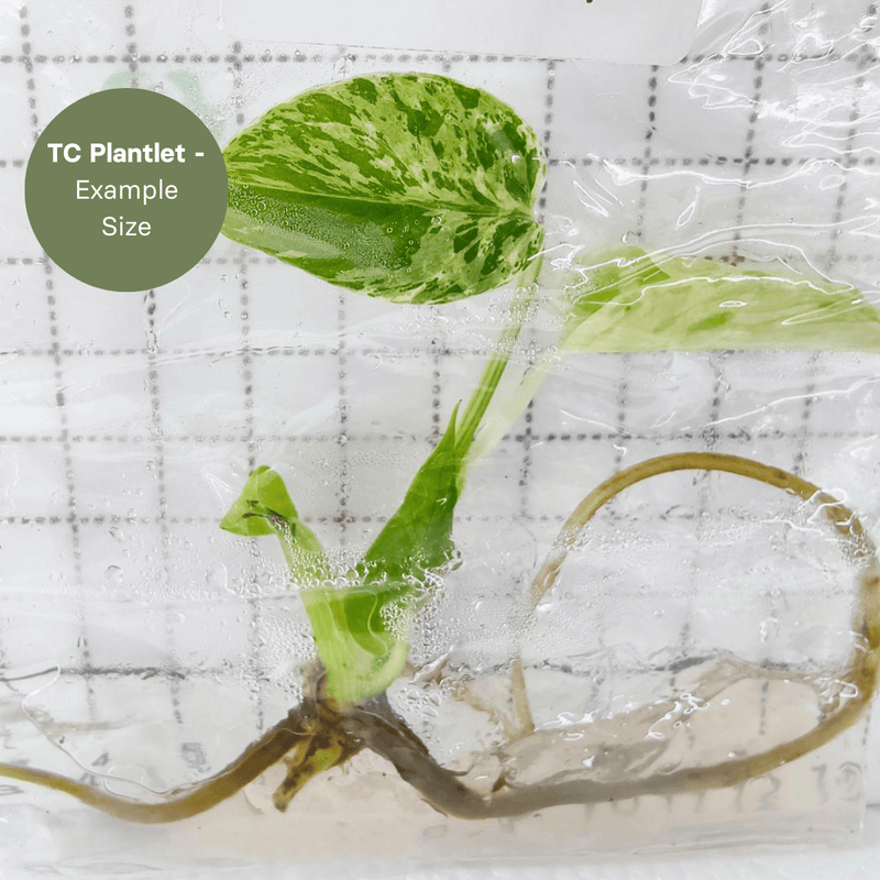 Monstera bulbasaur (TC Plantlet) - Preorder — TC Plant