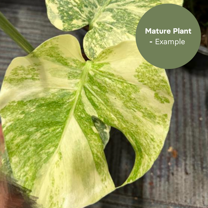 Monstera Green Snow (TC Plantlet) - Preorder Plants GrowTropicals