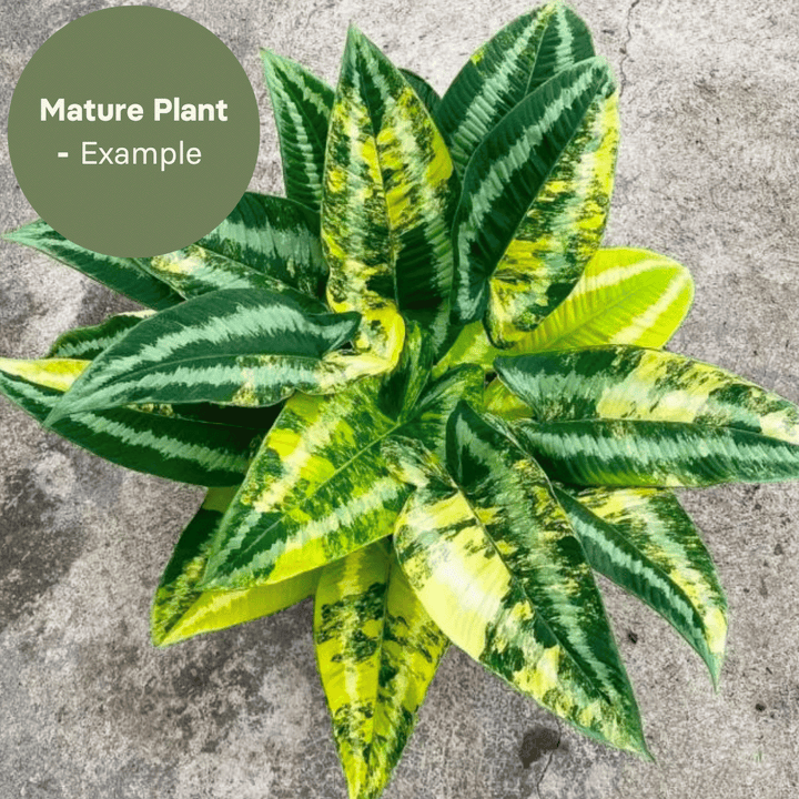 Schissmatoglottis wallichi variegated (TC Plantlet) - Preorder Plants GrowTropicals
