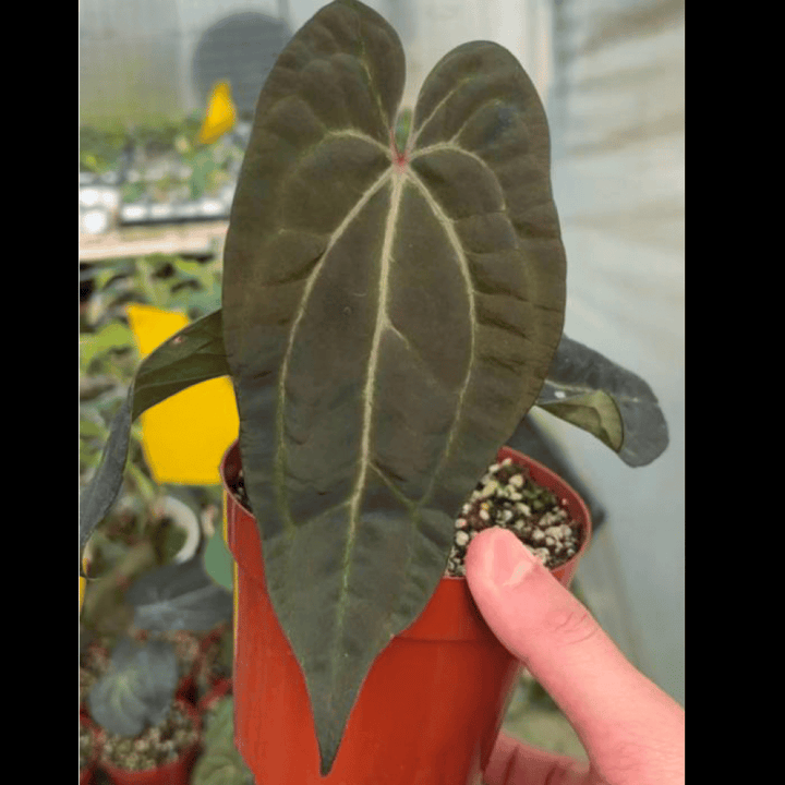 Anthurium Ace of Spades x Papi (TC Plantlet) - Preorder Plants GrowTropicals