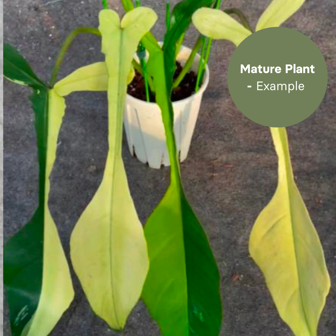 Philodendron Joepii Variegated (TC Plantlet) - Preorder Plants GrowTropicals