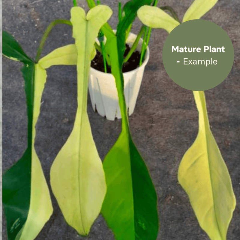 Philodendron Joepii Variegated (TC Plantlet) - Preorder — TC Plant