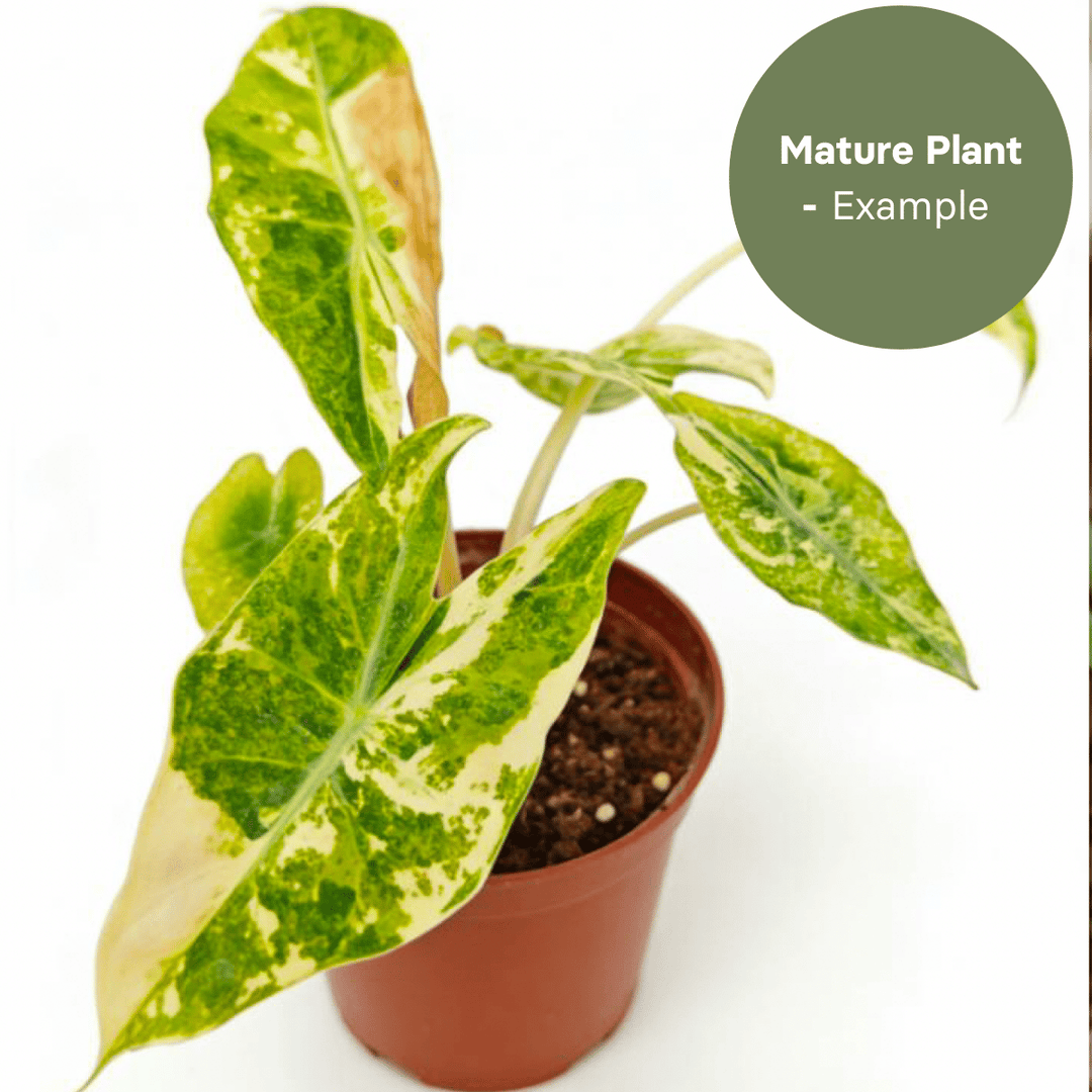 Alocasia Nairobi Night Yellow/White (TC Plantlet) - Preorder Plants GrowTropicals