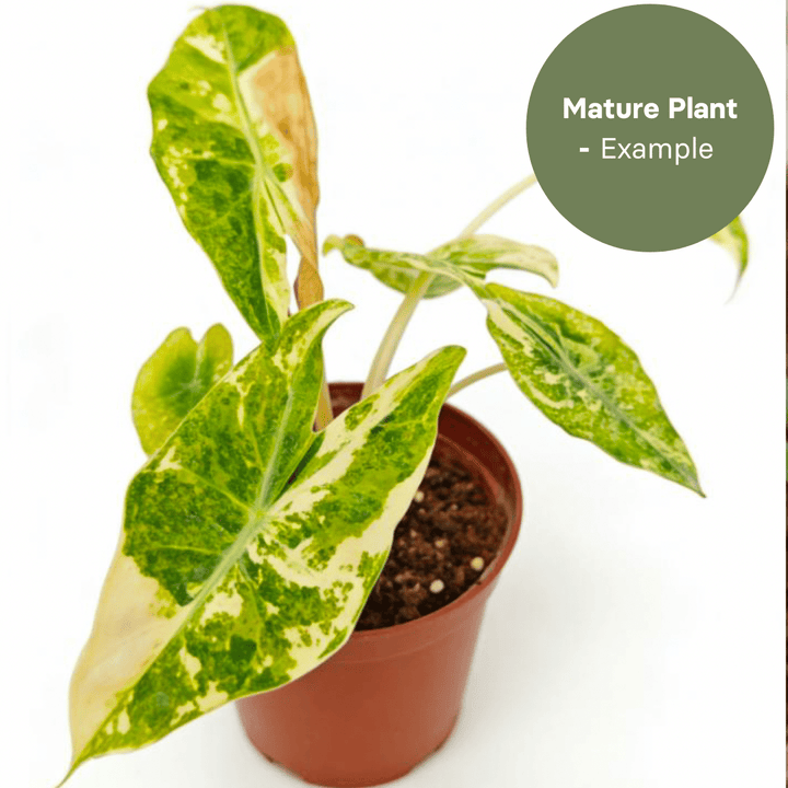 Alocasia Nairobi Night Yellow/White (TC Plantlet) - Preorder Plants GrowTropicals