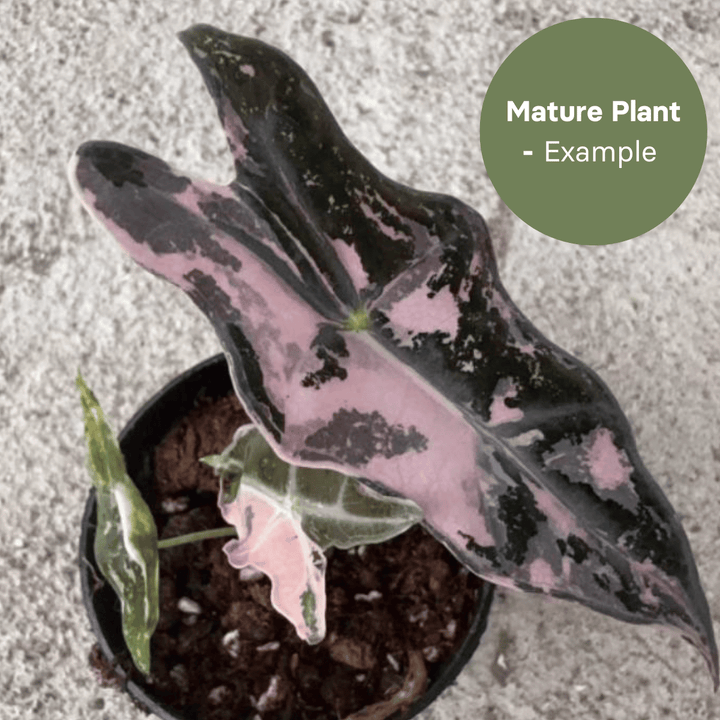 Alocasia Nobilis Pink (TC Plantlet) - Preorder Plants GrowTropicals