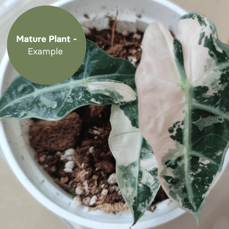 Alocasia Polly 'Snowflake' (TC Plantlet) - Preorder — TC Plant