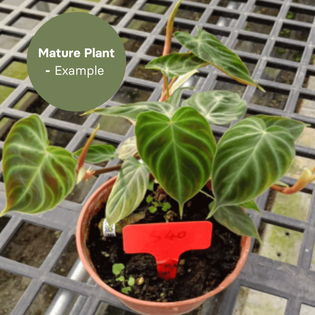 Philodendron Splendid (TC Plantlet) - Preorder Plants GrowTropicals