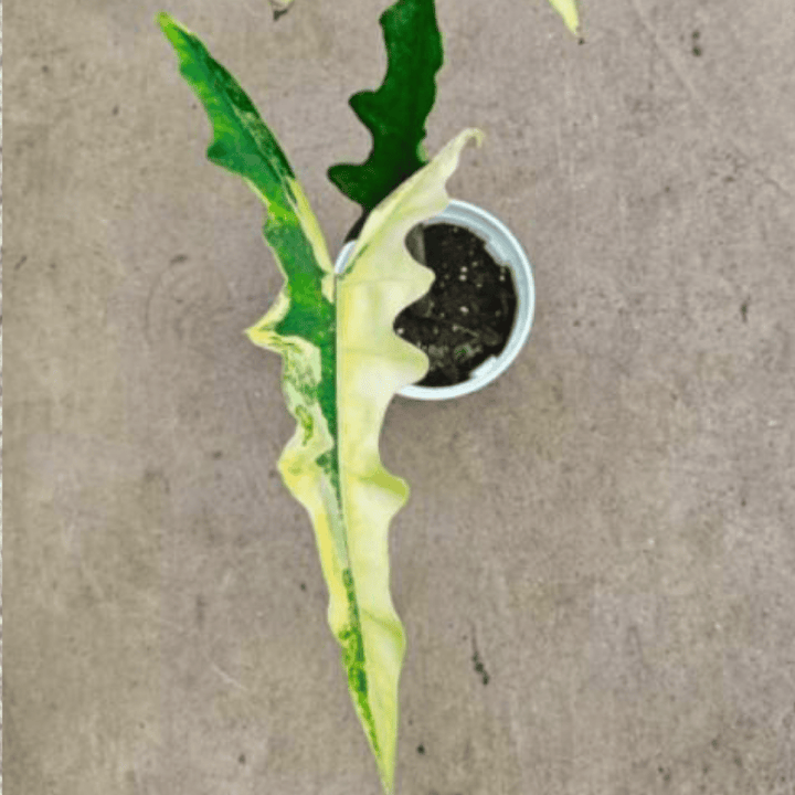 Alocasia Sabrina Aurea (TC Plantlet) - Preorder Plants GrowTropicals