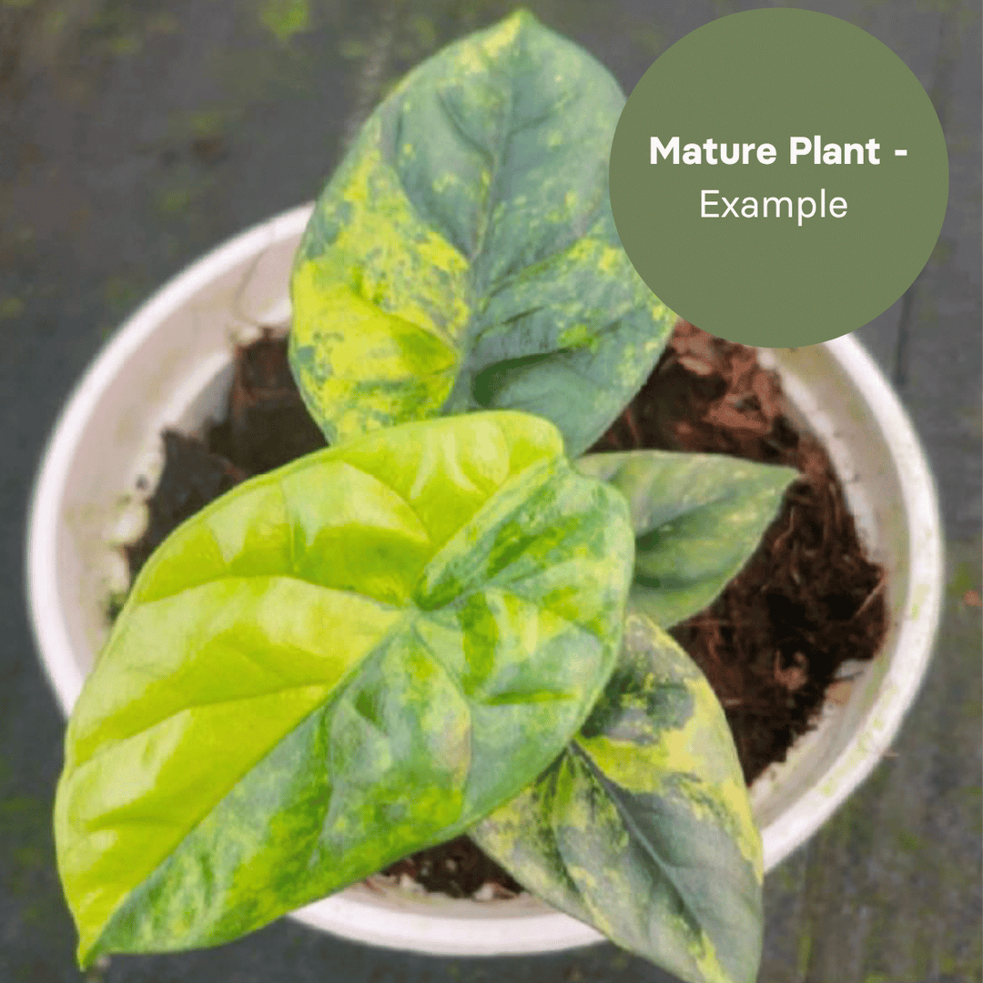 Alocasia Sinuata Aurea (TC Plantlet) - Preorder Plants GrowTropicals