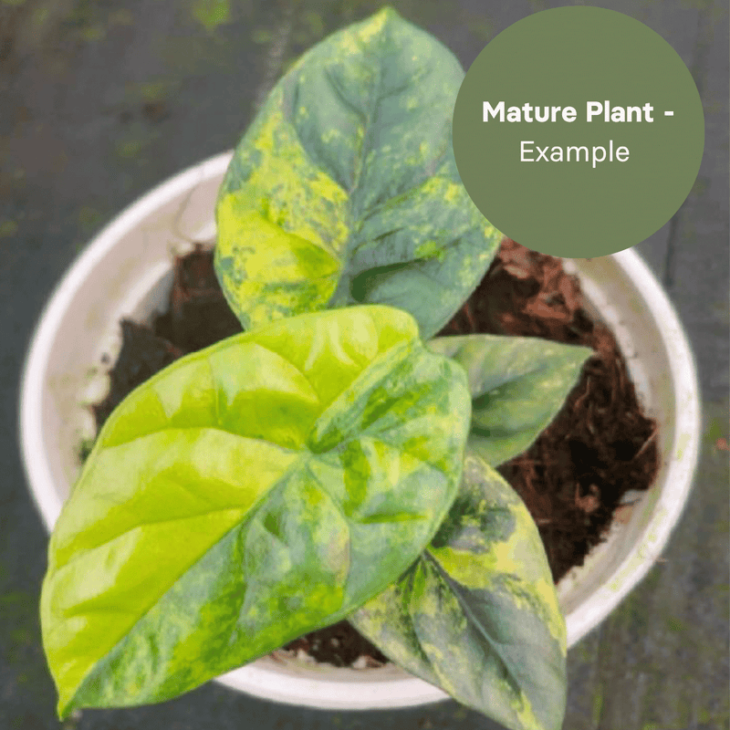 Alocasia Sinuata Aurea (TC Plantlet) - Preorder — TC Plant
