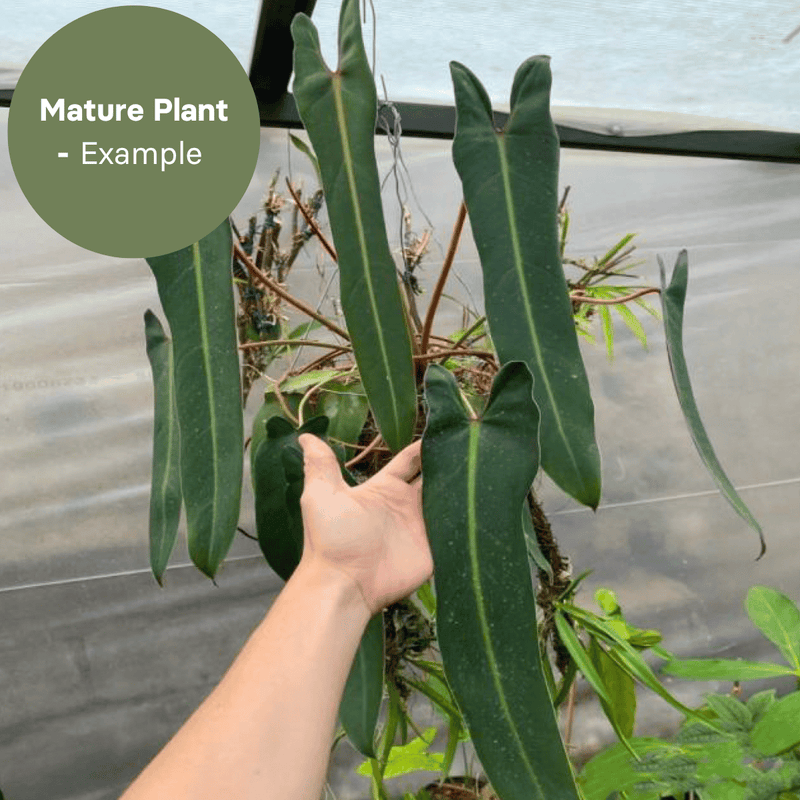 Philodendron Spiritus Sancti (TC Plantlet) - Preorder — TC Plant