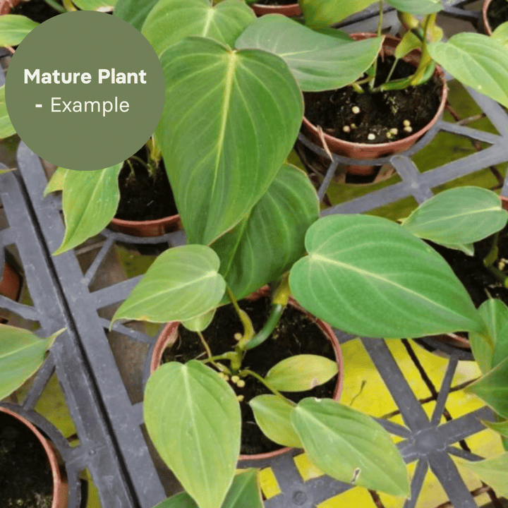 Philodendron Glorious (TC Plantlet) - Preorder Plants GrowTropicals