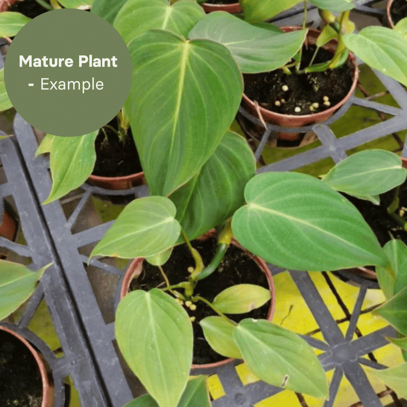 Philodendron Glorious (TC Plantlet) - Preorder — TC Plant