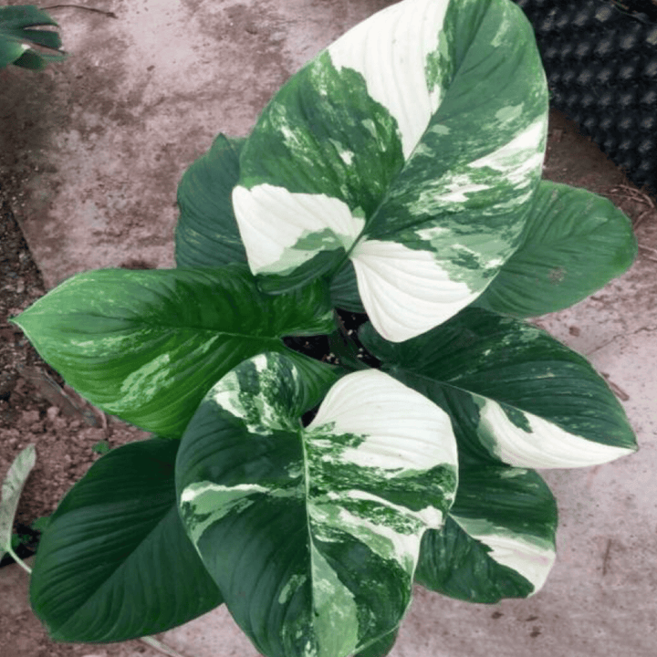 Homalomena Rubescens Albo (TC Plantlet) - Preorder Plants GrowTropicals