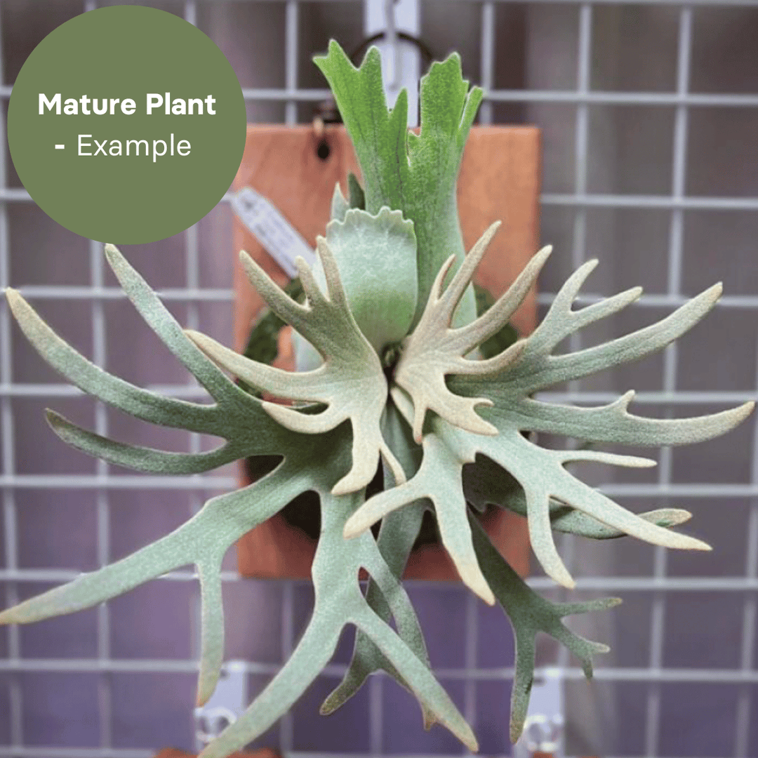 Platycerium Jade Girl (TC Plantlet) - Preorder Plants GrowTropicals