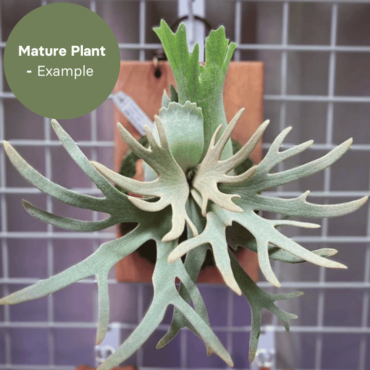 Platycerium Jade Girl (TC Plantlet) - Preorder Plants GrowTropicals