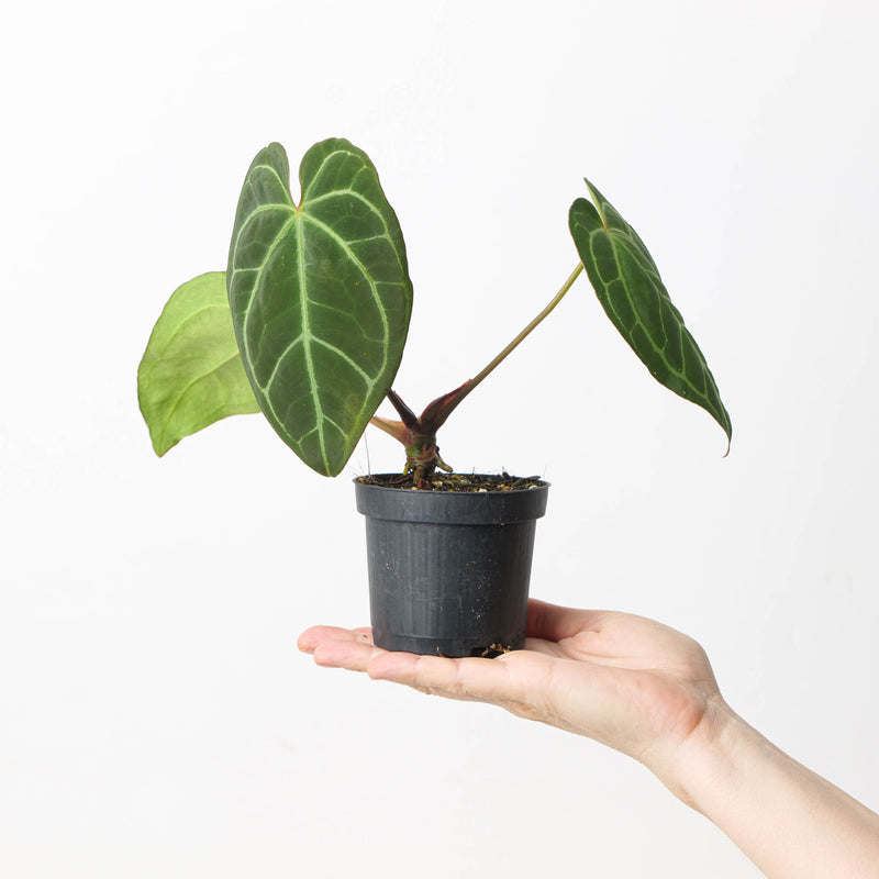 Anthurium crystallinum 'Special Select Forms' Plants GrowTropicals