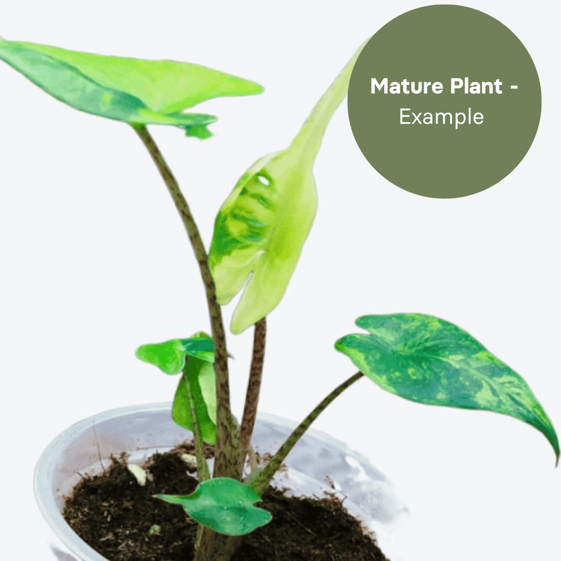 Alocasia Stingray Variegated (TC Plantlet) - Preorder — TC Plant