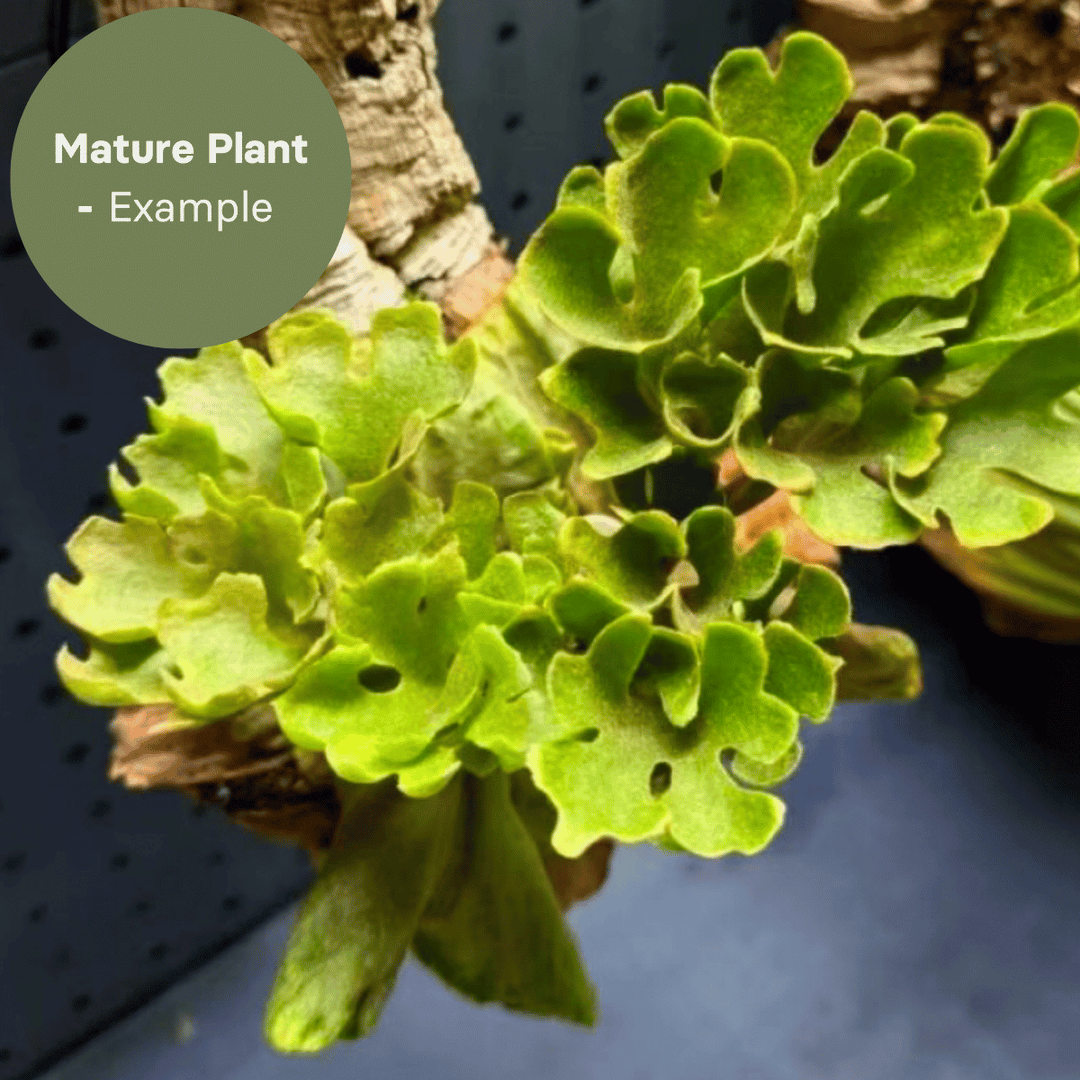 Platycerium Ridleyi Dwarf Silvery (TC Plantlet) - Preorder Plants GrowTropicals