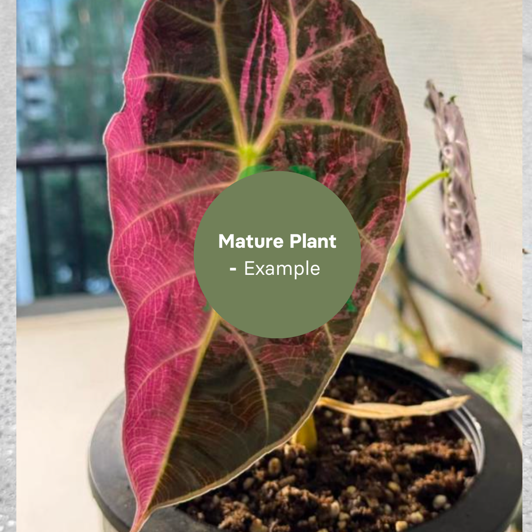 Alocasia Watsoniana doff variegated (TC Plantlet) - Preorder Plants GrowTropicals