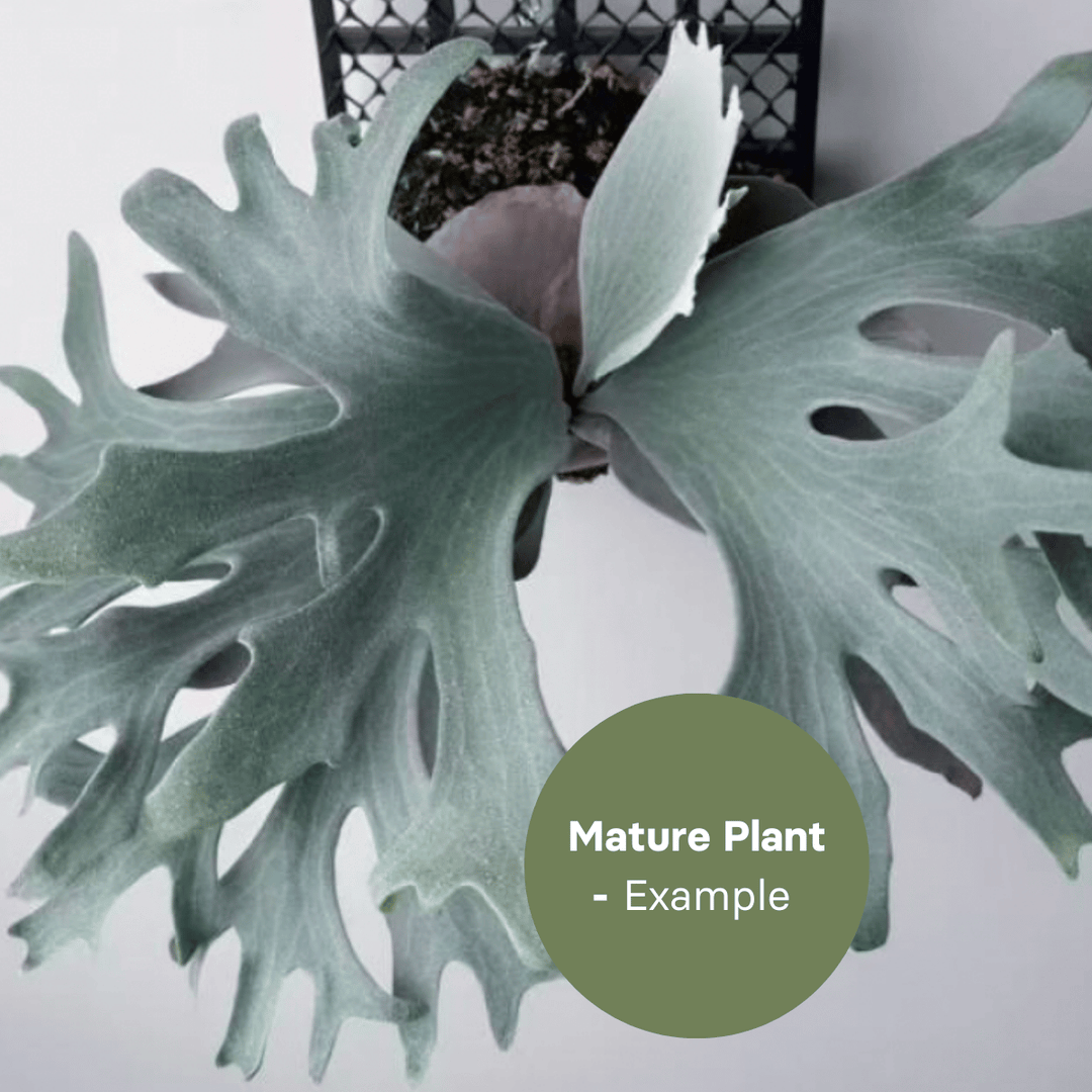 Platycerium Ginka (TC Plantlet) - Preorder Plants GrowTropicals