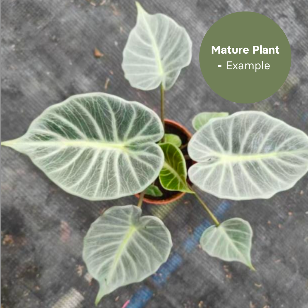 Alocasia crystal (TC Plantlet) - Preorder Plants GrowTropicals