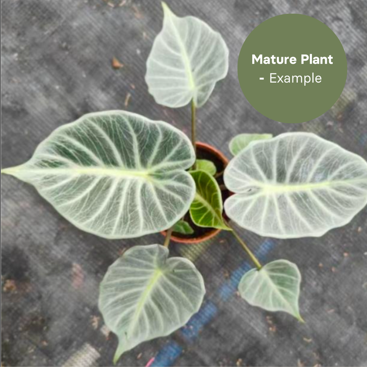 Alocasia crystal (TC Plantlet) - Preorder Plants GrowTropicals